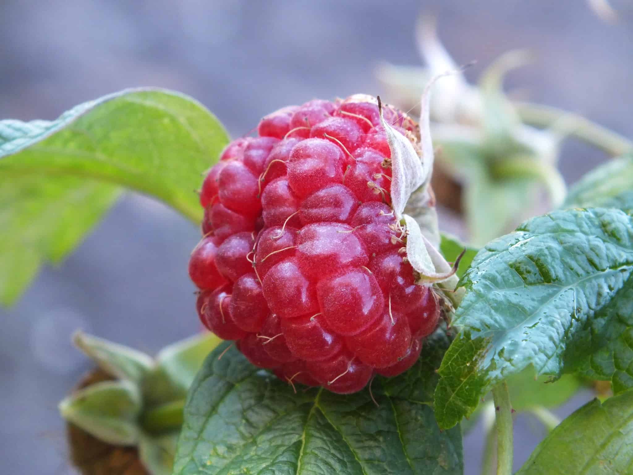 Biological Control of Plant Pathogens in Raspberries Using Beneficial ...