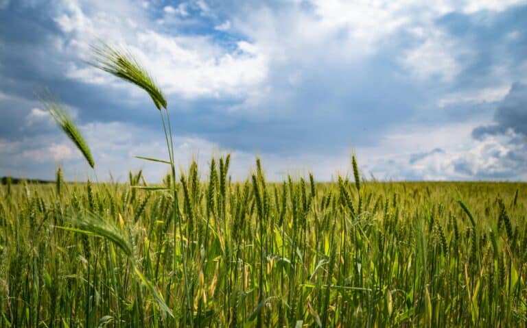 Plains